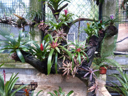 Greenhouse at Xcaret park - MÃ©xicoの写真素材