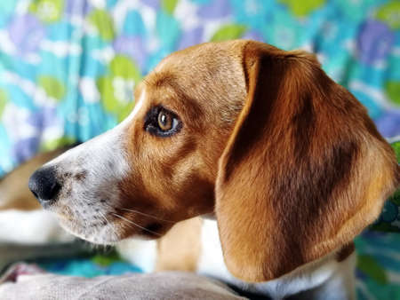 Beagle