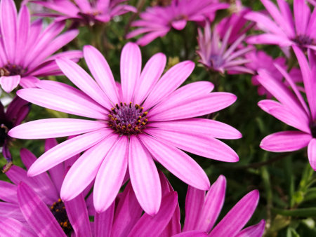 Osteospermum barberaeの写真素材