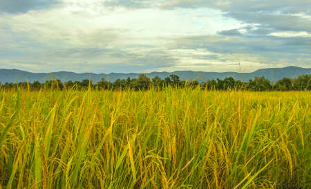 Paddy landの写真素材