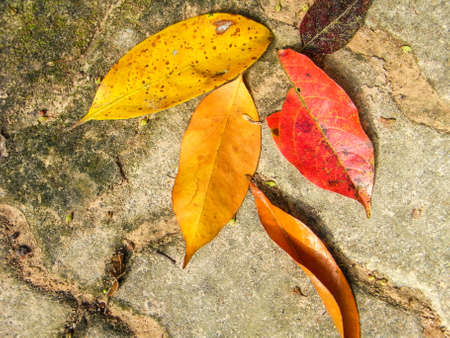 Leaf