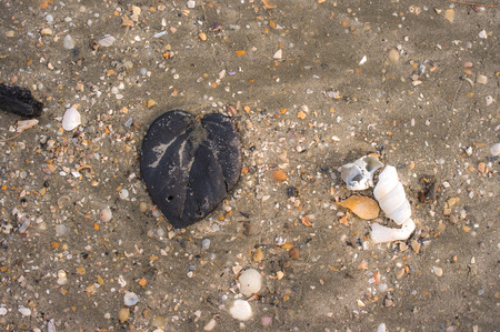Leaf on sand backgroundの写真素材