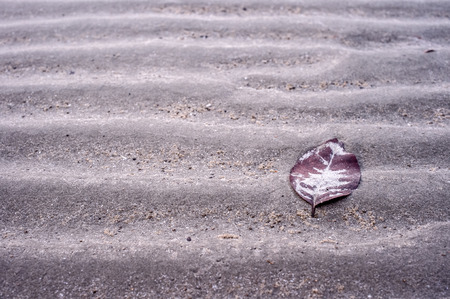 Leaf on sand backgroundの写真素材