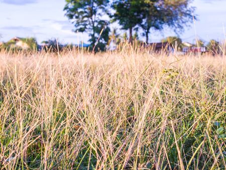 Grass