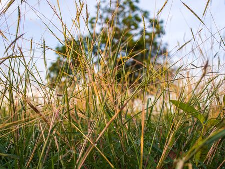 Grassの写真素材