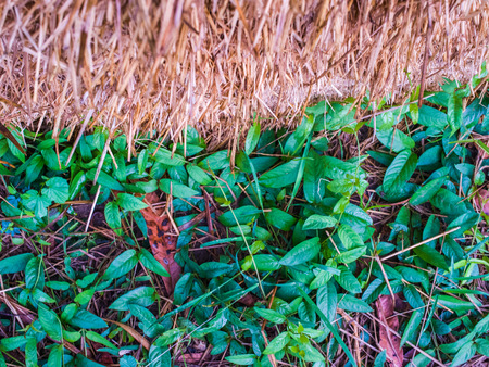 Rice straw and growing plantの写真素材