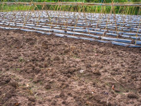 Vegetable fieldsの写真素材