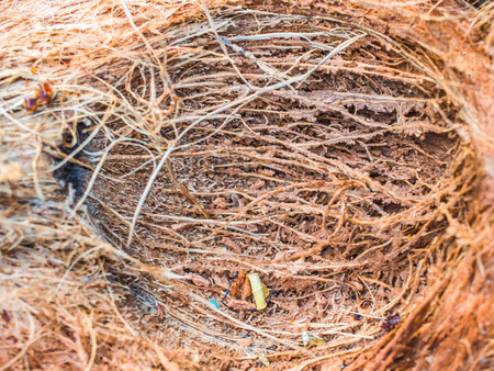 background natural material flax Coconutの写真素材
