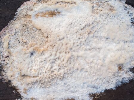 Lichen on tableの写真素材