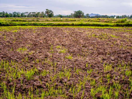 Plantationの写真素材