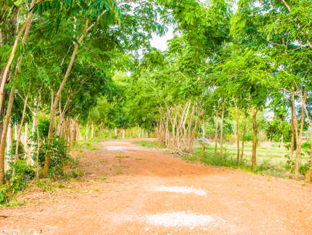 Road in fieldの写真素材