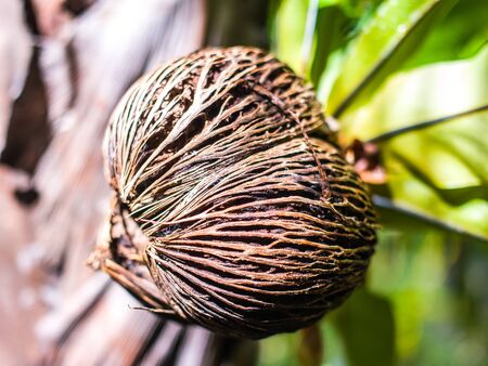 cerbera odollam seed