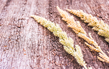 Wood texture with grass flowerの写真素材