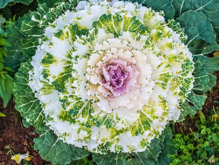 cauliflower closeupの写真素材