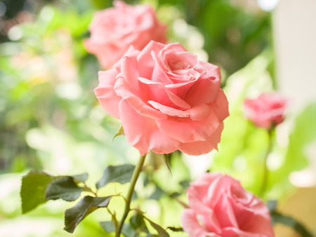 pink roseの写真素材