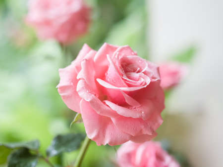 pink roseの写真素材