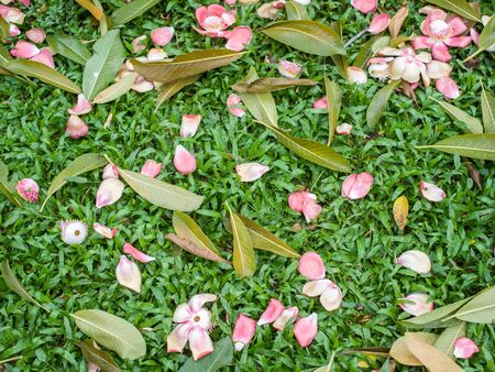Shorea robusta flower and leaves on gardenの写真素材