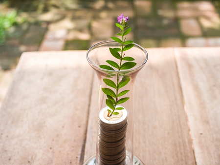 Plant growing,Saving coins conceptの写真素材