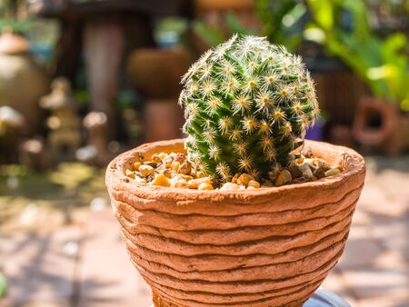 Close up cactus in the gardenの写真素材