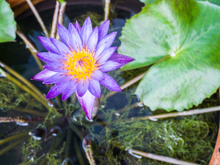 Violet lotusの写真素材