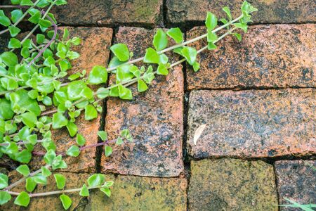 Brick wall background with plantの写真素材