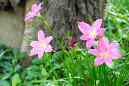 Rain lilyの写真素材