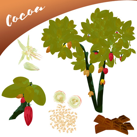 Vector of a delicious fruit such as cocoa, in the tree, its flower shows, as well as the content of this addition as ends this a chocolate bar.のイラスト素材