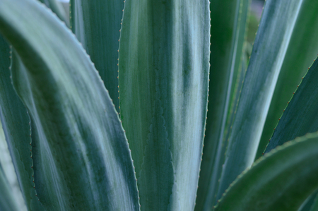 Agave plant from Mexico for decoration or tequila production.の写真素材