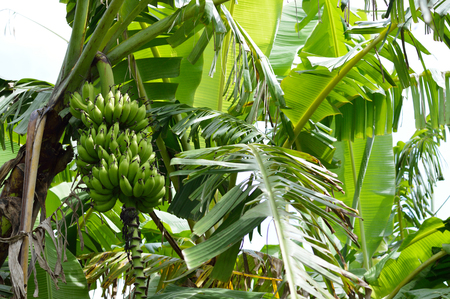 Banana tree detail, for your nature projects and wildlife publications.の写真素材