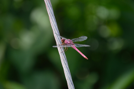 Red dragonfly on metal cable.の写真素材