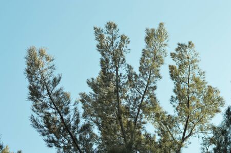 Tree branches photo for your outdoor projects or parks publications.の写真素材