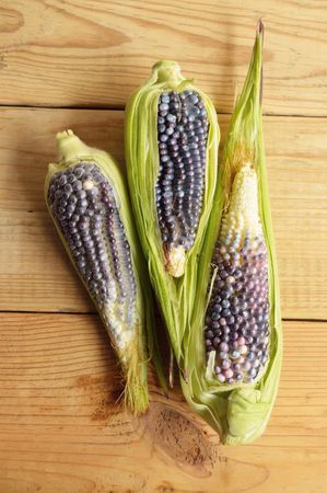 Corn cob photo for your food projects or recipe publications.の写真素材