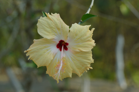 Yellow flower photo for your botany projects or nature publications.の写真素材