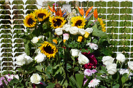 Flowers photo for your outdoor projects or botany publications.
の写真素材