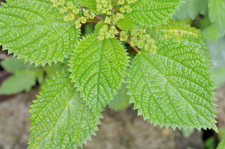Spiny leaf photo for your nature projects or botany publications.の写真素材