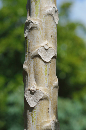 Trunk and ants photo for your nature projects or ecology publicationsの写真素材