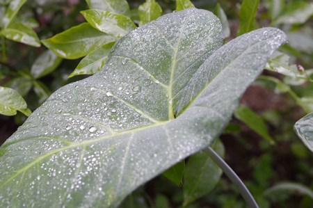Leaf with dew photo for your botany projects or tropical publications.の写真素材