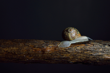 Land snail photo for your bug projects or nature publications.の写真素材