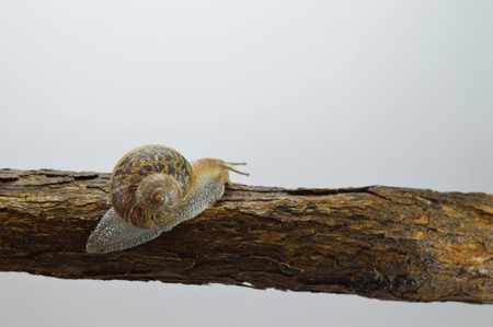Land snail photo for your bug projects or nature publications.の写真素材