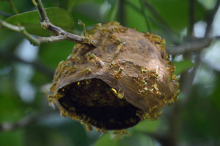 Wasp nest photo for your insect projects or nature publications.の写真素材