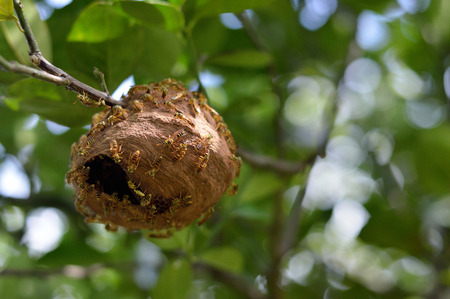 Wasp nest photo for your insect projects or nature publications.の写真素材
