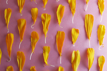 Cempasuchil petals, traditional mexican flowerの写真素材