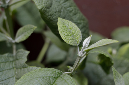 New born little leaves