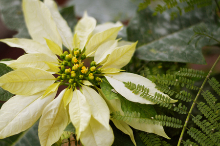 Green Poinsettia flower with leaves on red backgroundの写真素材