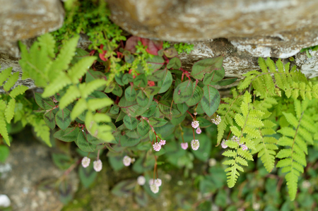 Top view of pink flowers and leaves on gray rock wallの写真素材