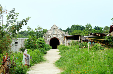 Wild vegetation in rainforest, ideal for your botany projects or nature publications.の写真素材