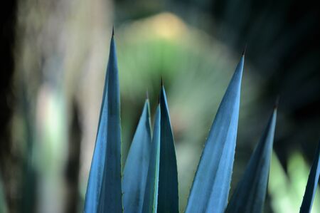Agave plants in botanical garden, Chapultepec Mexico, ideal for your botany projects or nature publications.の写真素材