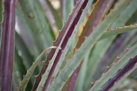 Agave plants in botanical garden, Chapultepec Mexico, ideal for your botany projects or nature...