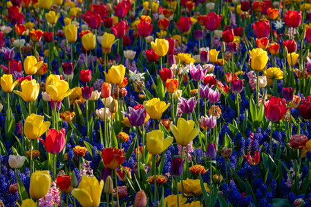 A mix of colorful tulips in Keukenhofの写真素材