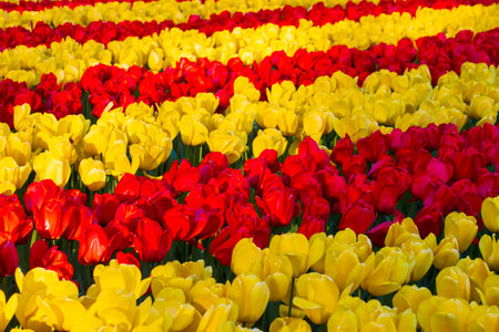 Beautiful yellow and red tulips. The flowers are arranged in rows.の写真素材